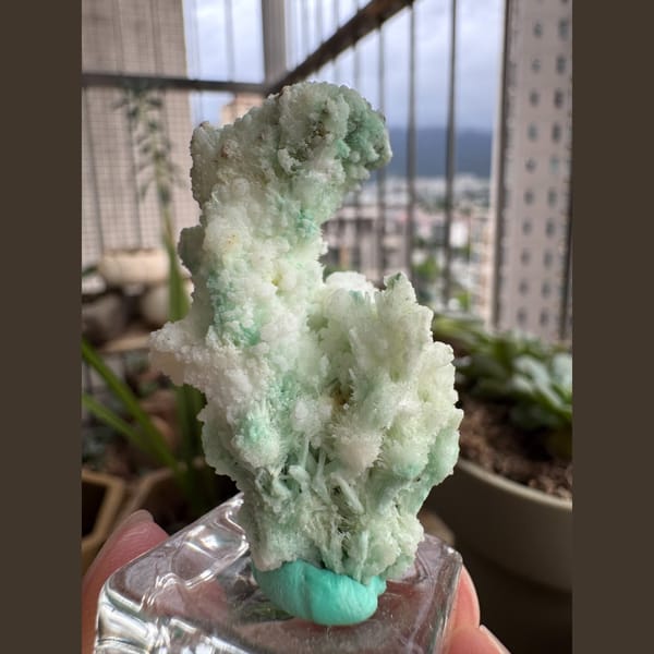 Blue-Green Gypsum, White Flowers 4.0 cm — detail view