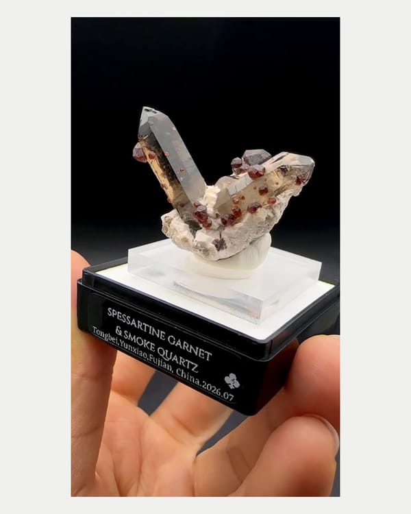 Complete front view of v-shaped smoky quartz with spessartine