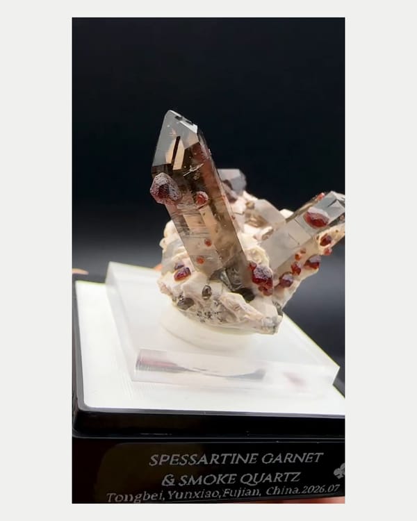 Complete left oblique view of v-shaped smoky quartz with spessartine