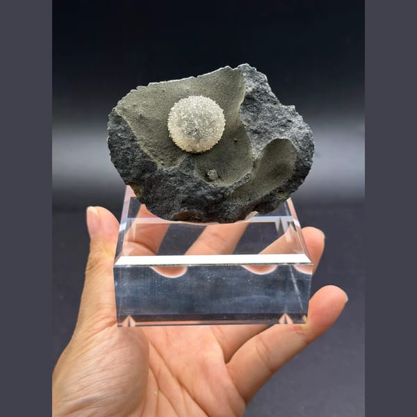 Round radiating calcite ball on dark matrix from Vietnam — complete view