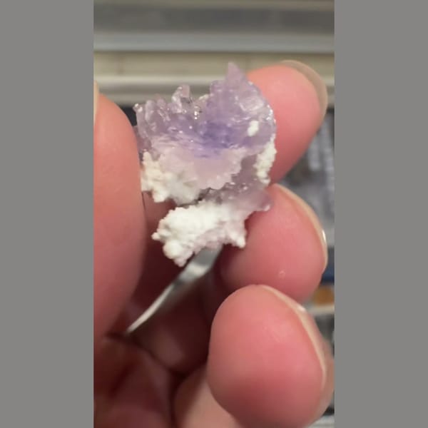 Purple Creedite Flower 2.0 cm — detail view