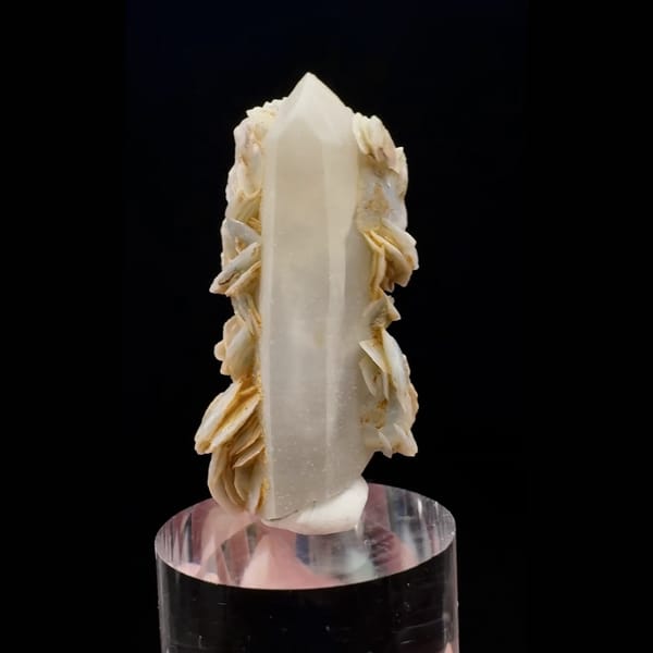 Milky quartz crystal wrapped in yellow petal calcite from Inner Mongolia — alternate view