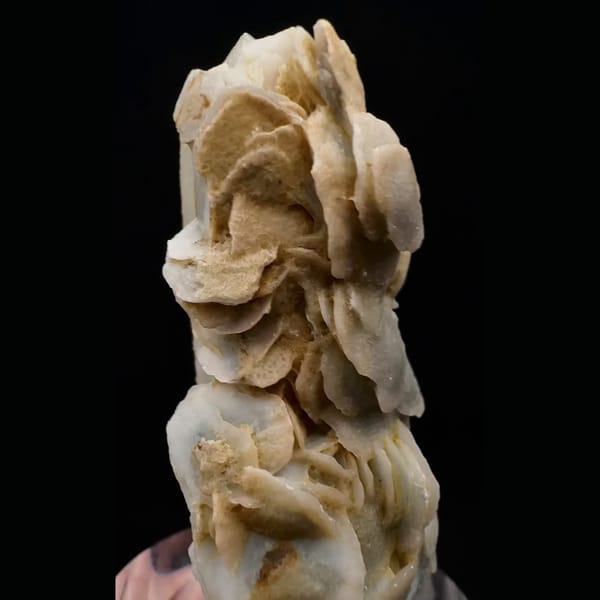 Milky quartz crystal wrapped in yellow petal calcite from Inner Mongolia — detail view