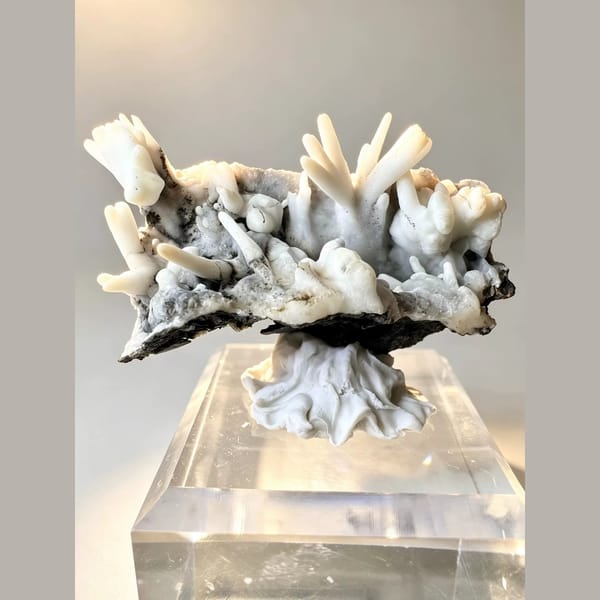 White Aragonite Antler Cluster 4.0 cm — complete view
