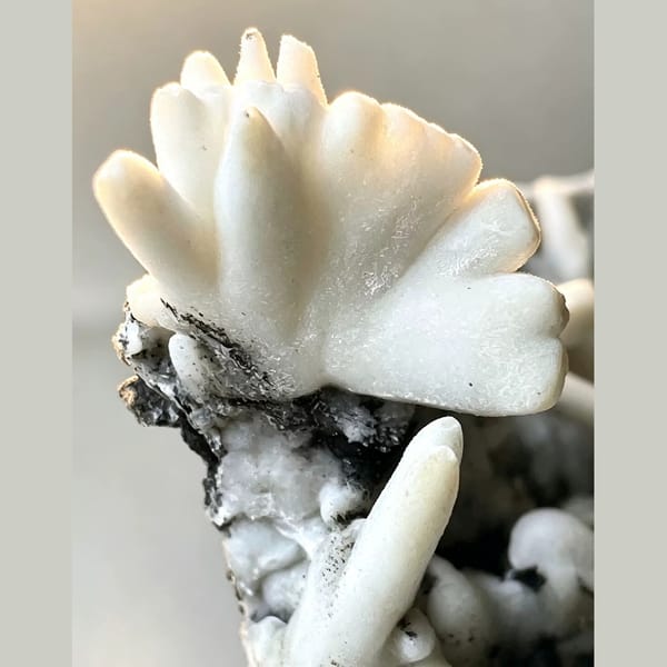 White Aragonite Antler Cluster 4.0 cm — detail view