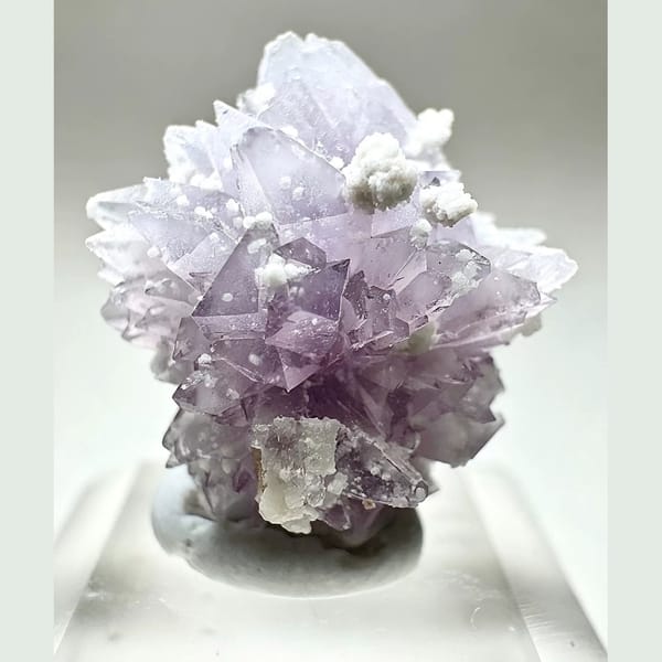 Small Purple Creedite Flower 1.0 cm — detail view