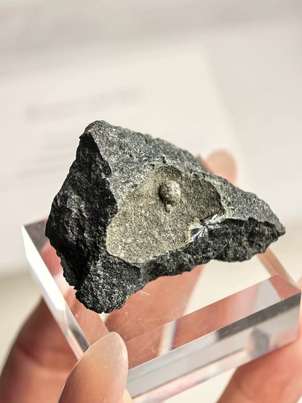 Chlorite-Coated Spherical Calcite in Matrix Pocket — individual mineral specimen view 2