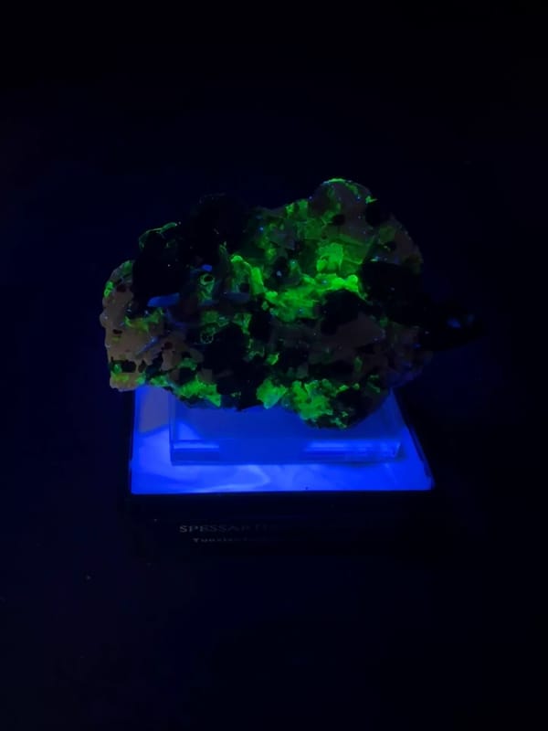 Complete same-front special-illumination view showing the green fluorescent response