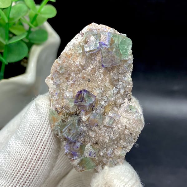 Clear purple-edged fluorite cubes on pale matrix from Hebei — detail view