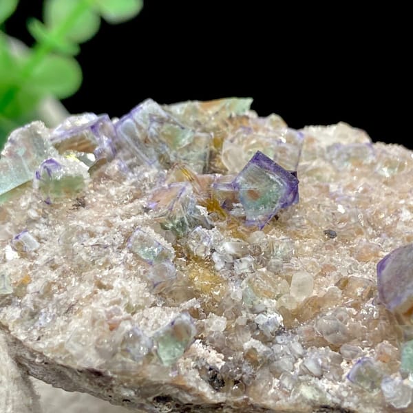 Clear purple-edged fluorite cubes on pale matrix from Hebei — detail view