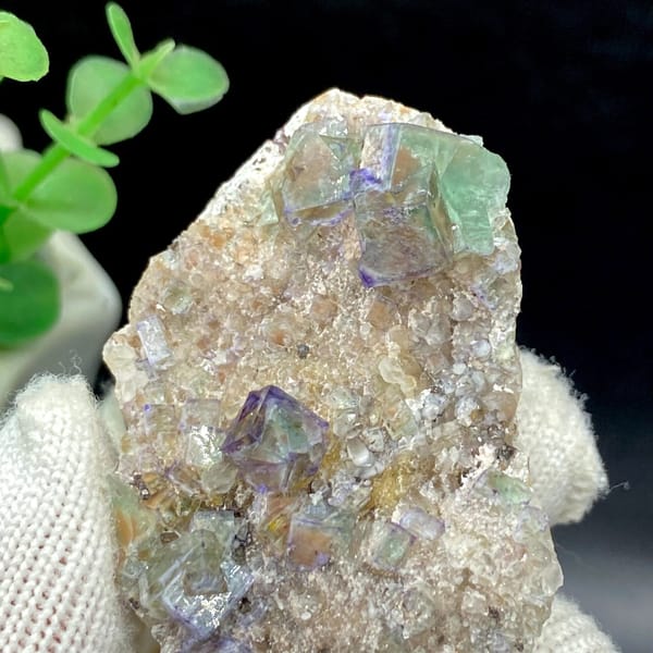 Clear purple-edged fluorite cubes on pale matrix from Hebei — detail view