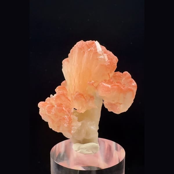 Peach-orange bladed zeolite flower cluster from India — alternate view