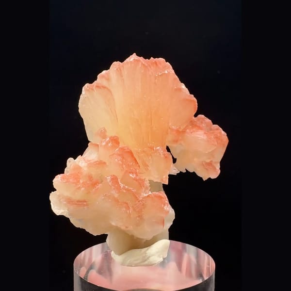 Peach-orange bladed zeolite flower cluster from India — detail view