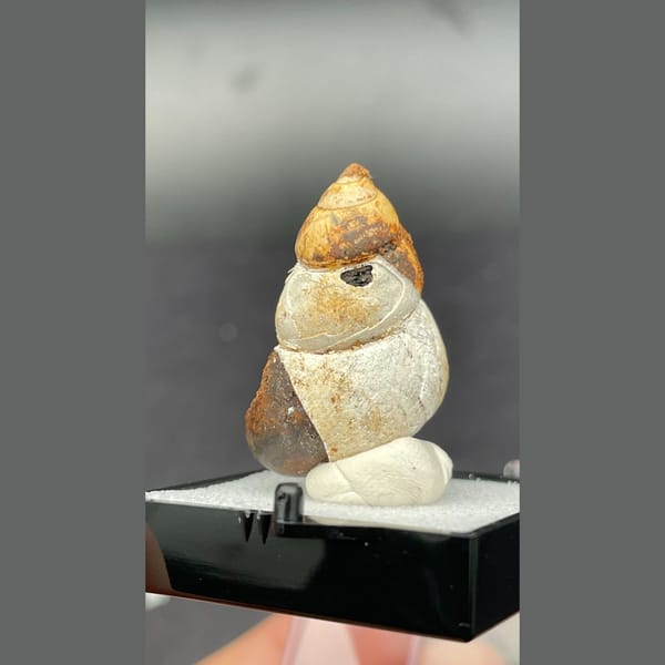 Small fossil snail shell from Kunming, Yunnan — complete view