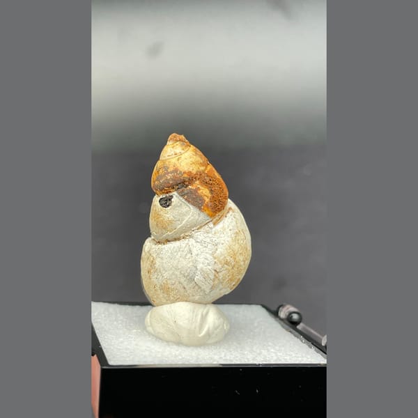 Small fossil snail shell from Kunming, Yunnan — alternate view