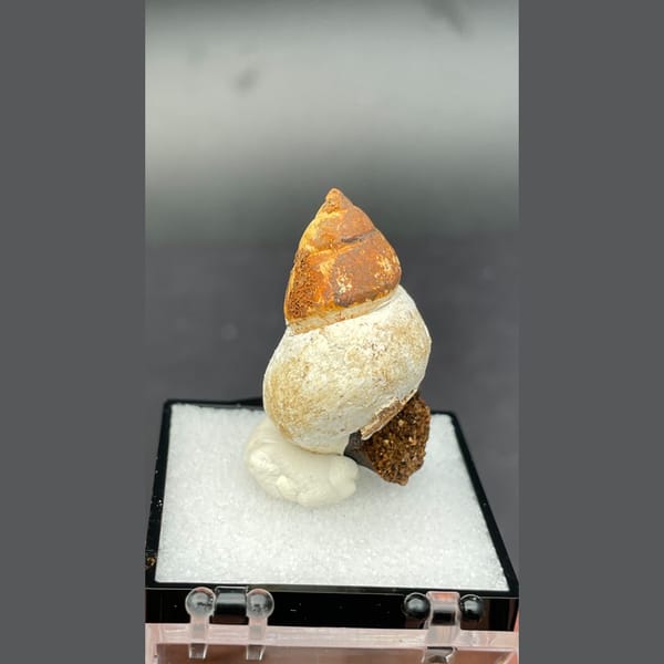 Small fossil snail shell from Kunming, Yunnan — alternate view