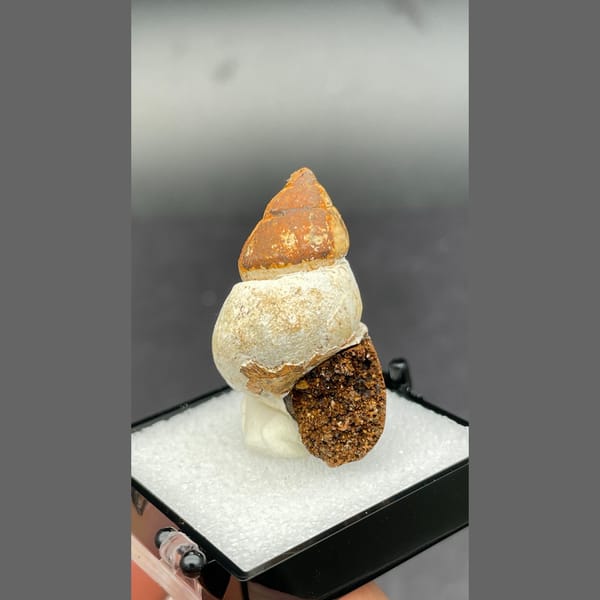 Small fossil snail shell from Kunming, Yunnan — detail view