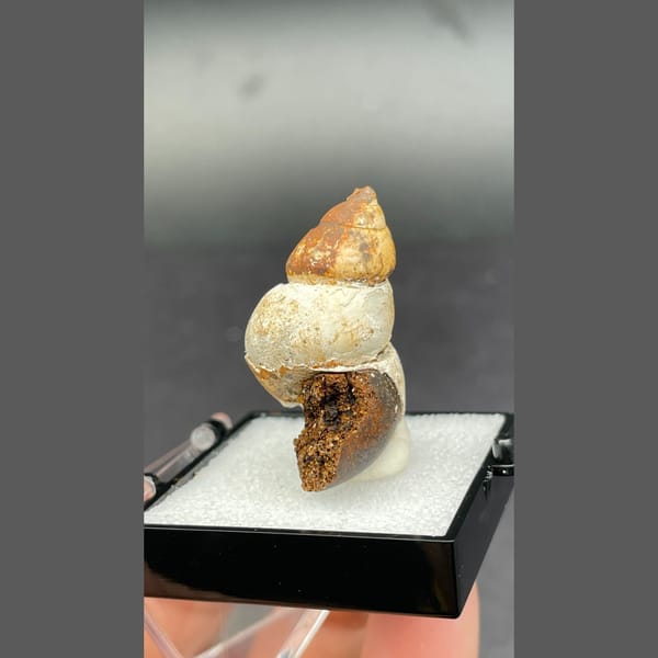Small fossil snail shell from Kunming, Yunnan — detail view