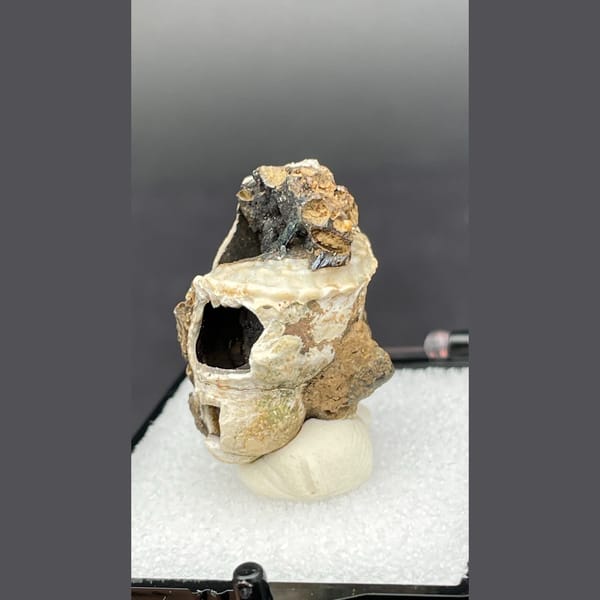 Fossil snail shell with dark vivianite crystals from Kunming, Yunnan — complete view