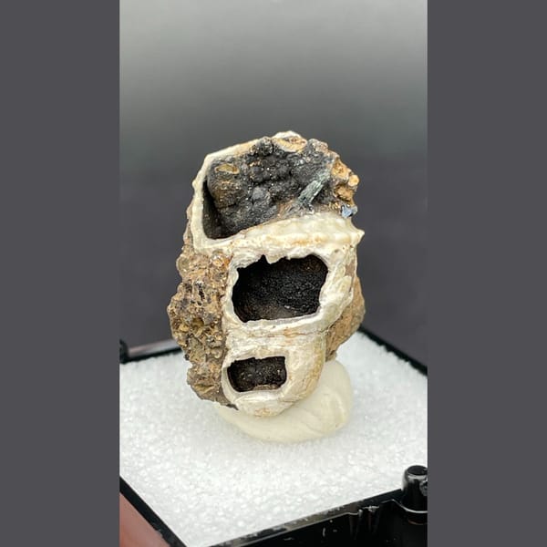 Fossil snail shell with dark vivianite crystals from Kunming, Yunnan — alternate view