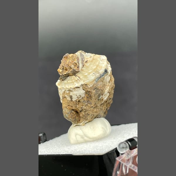 Fossil snail shell with dark vivianite crystals from Kunming, Yunnan — alternate view