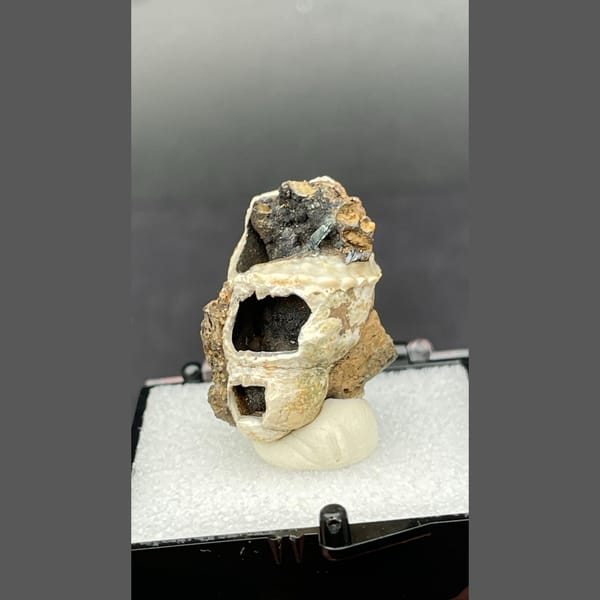 Fossil snail shell with dark vivianite crystals from Kunming, Yunnan — detail view