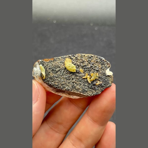 Anapaite crystals on fossil mussel shell from Yunnan — complete view