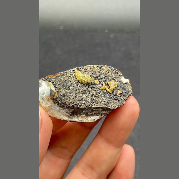 Anapaite crystals on fossil mussel shell from Yunnan — alternate view