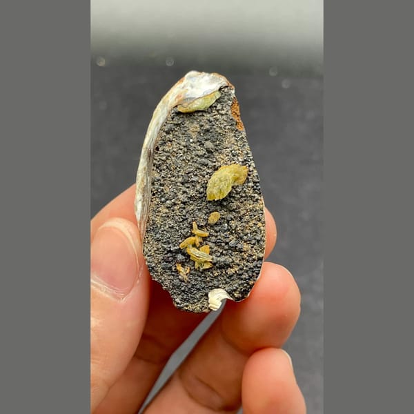 Anapaite crystals on fossil mussel shell from Yunnan — alternate view