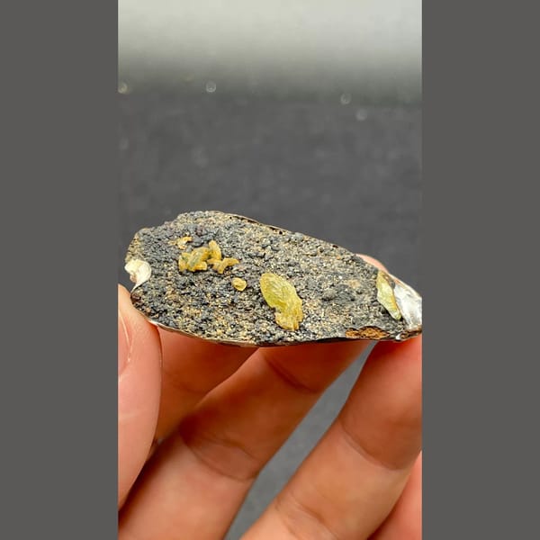 Anapaite crystals on fossil mussel shell from Yunnan — detail view