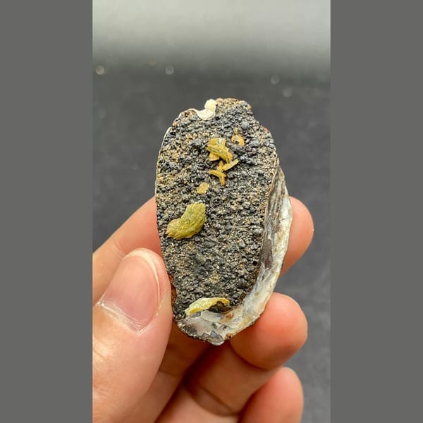 Anapaite crystals on fossil mussel shell from Yunnan — detail view