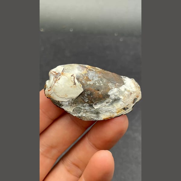Anapaite crystals on fossil mussel shell from Yunnan — detail view
