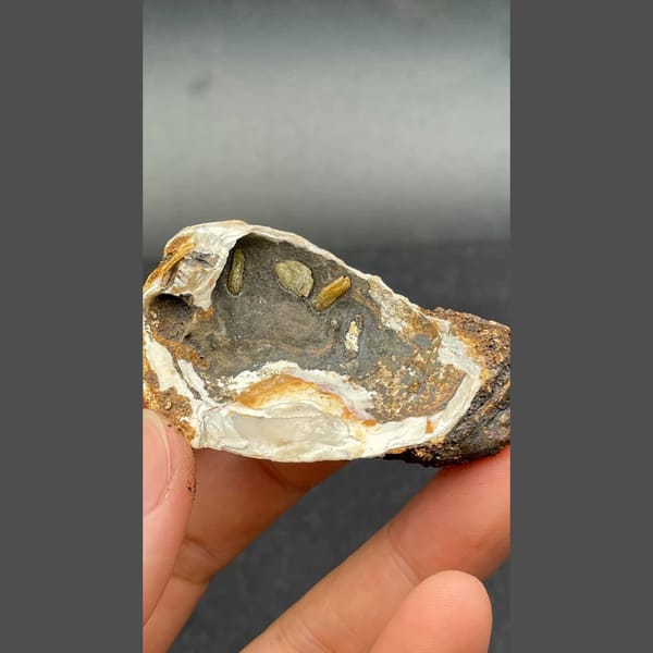 Anapaite in banded fossil mussel shell from Yunnan — complete view