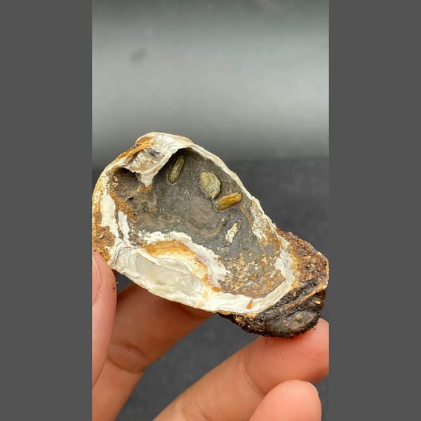 Anapaite in banded fossil mussel shell from Yunnan — alternate view