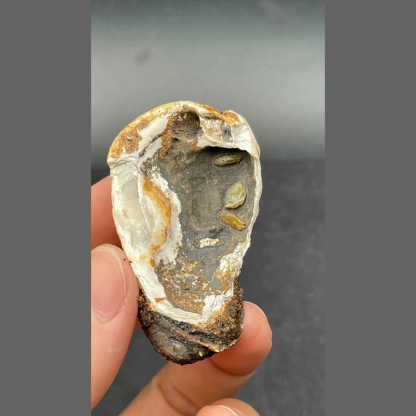Anapaite in banded fossil mussel shell from Yunnan — alternate view