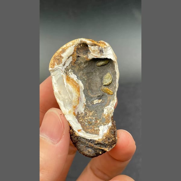 Anapaite in banded fossil mussel shell from Yunnan — detail view