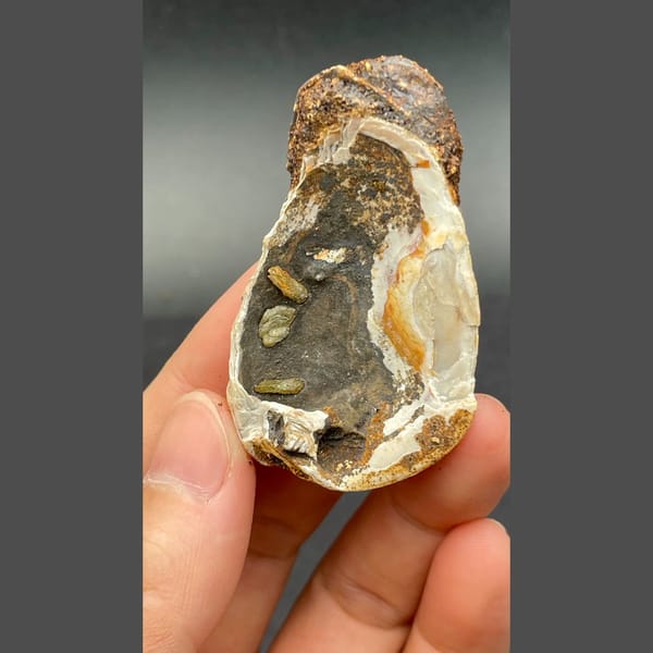 Anapaite in banded fossil mussel shell from Yunnan — detail view