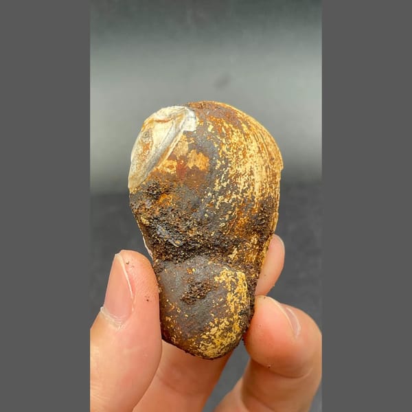 Anapaite in banded fossil mussel shell from Yunnan — detail view