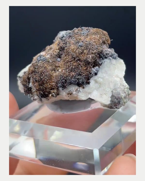 Complete left oblique view of brown goethite on pale matrix