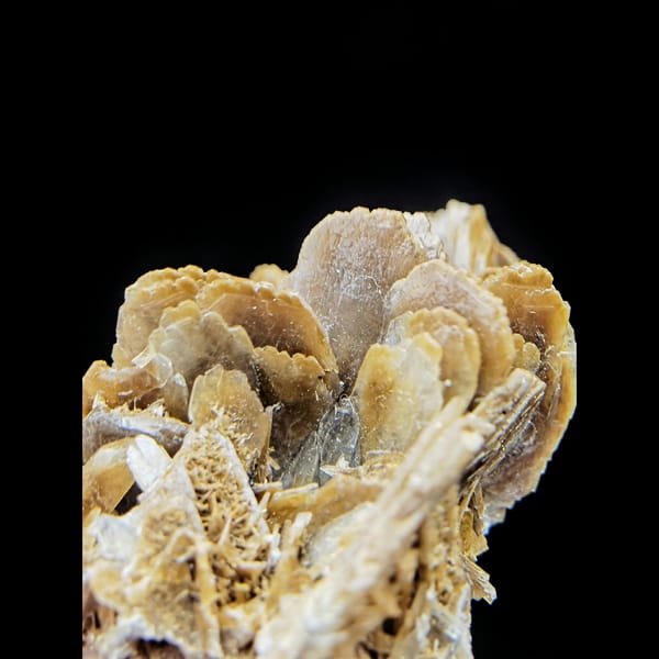 Tan bladed barite rosette cluster from Morocco — alternate view