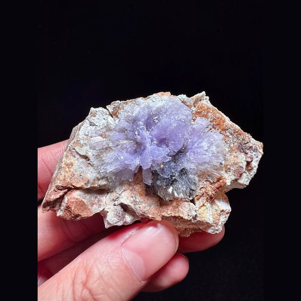 Purple creedite flower from Guizhou — complete view