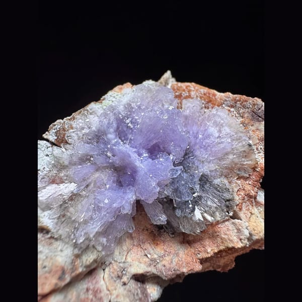 Purple creedite flower from Guizhou — alternate view