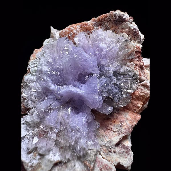 Purple creedite flower from Guizhou — alternate view