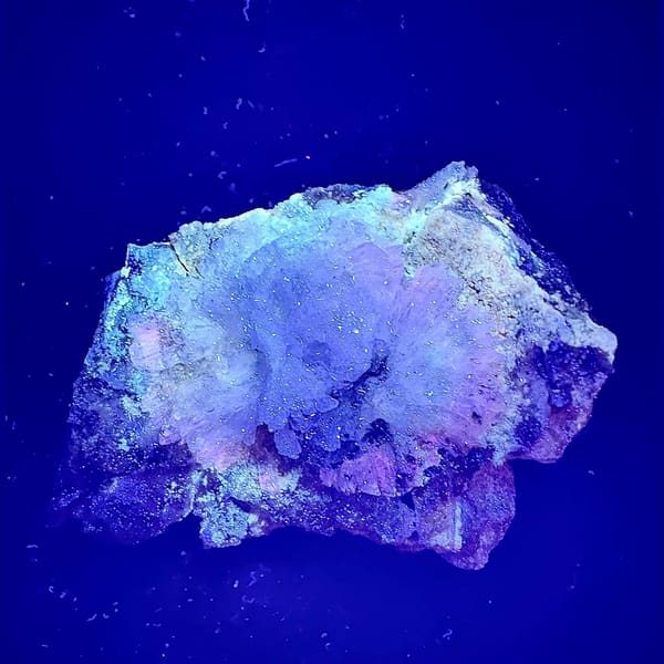 Purple creedite flower from Guizhou — detail view