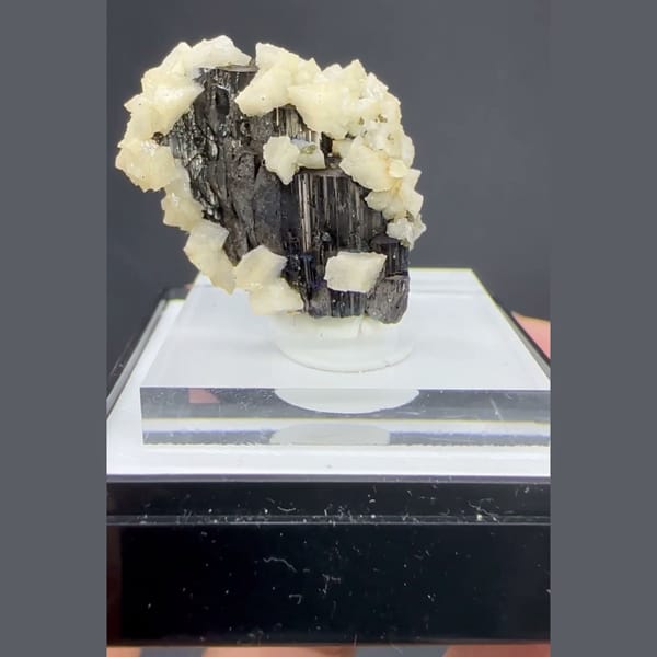 Wolframite with Dolomite and Calcite Yaogangxian 2.5 cm — complete view