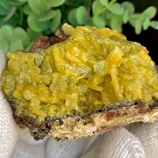 Bright yellow pyromorphite cluster from Guangxi — detail view