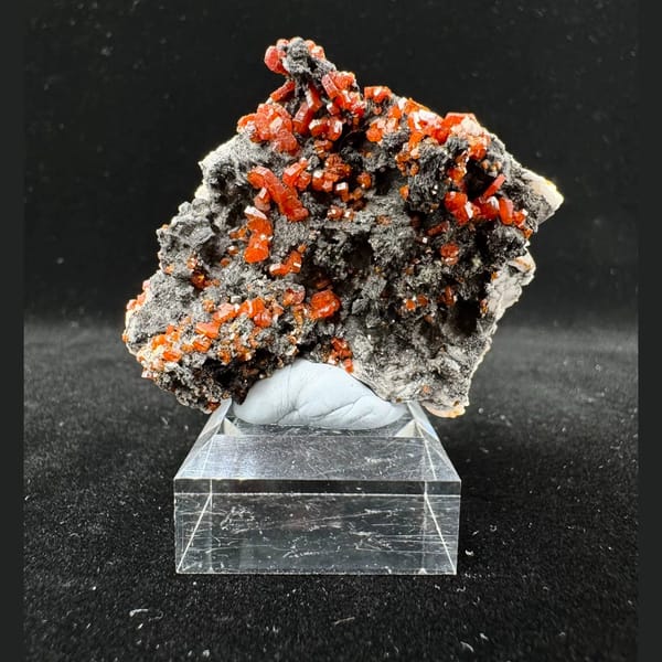 Orange-Red Vanadinite on Dark Matrix Morocco 5.0 cm — complete view