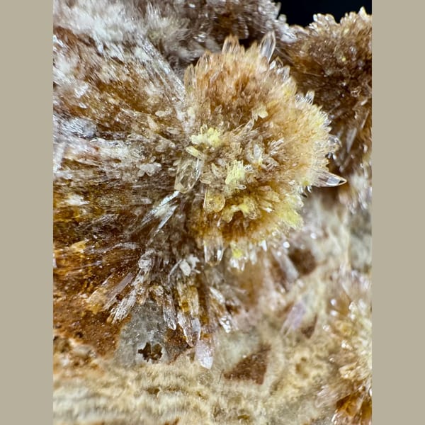 Cream Creedite Chrysanthemum Cluster Guizhou 11.0 cm — detail view