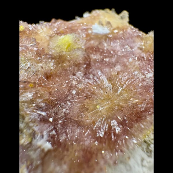 Pink Creedite Flower with Yellow 8.0 cm — detail view