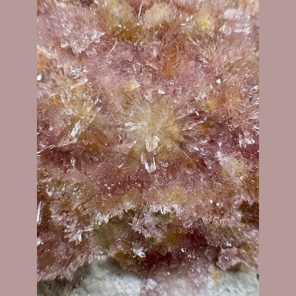 Pink Creedite Flower with Yellow 8.0 cm — detail view